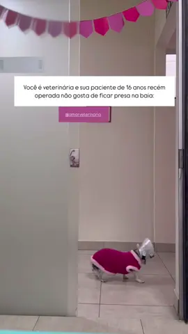 16 anos de pura energia #cachorro #dog #veterinaria #vet 
