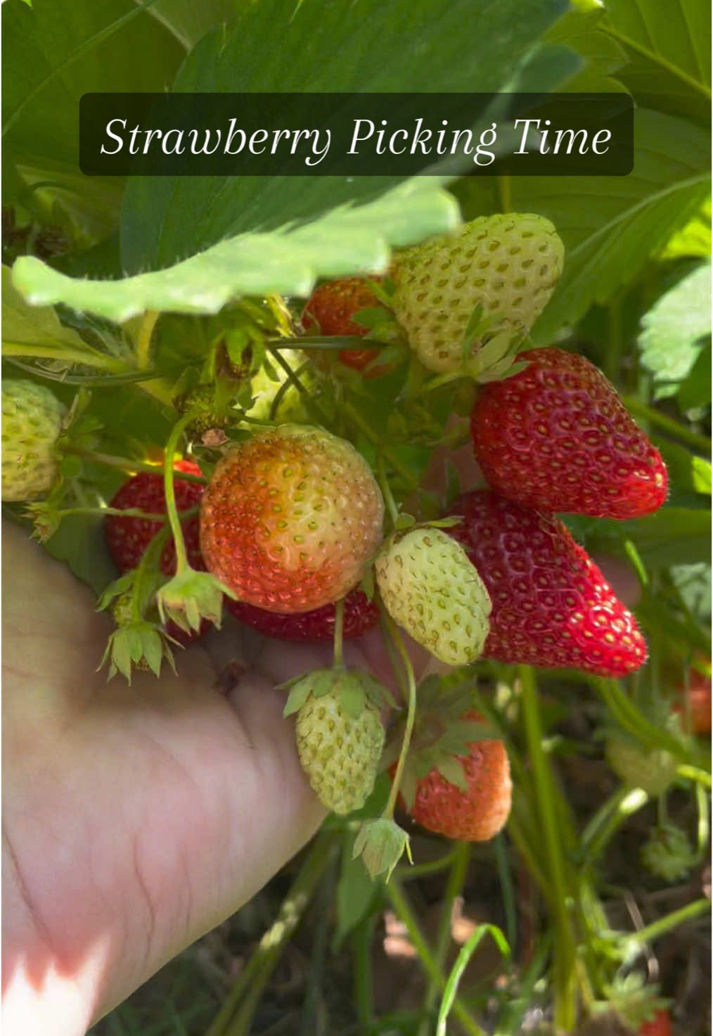 Strawberries are ready to pick in the garden and they are delicious! #gardening #gardening #strawberries #portland #oregon #portlandoregon 