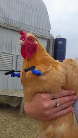 For legal purposes, the pewpews are fake. Hennifer, the security agent of the coop 🐔👮‍♀️ #farmtok #funnychicken #chickenarms #goofy #farmlife 