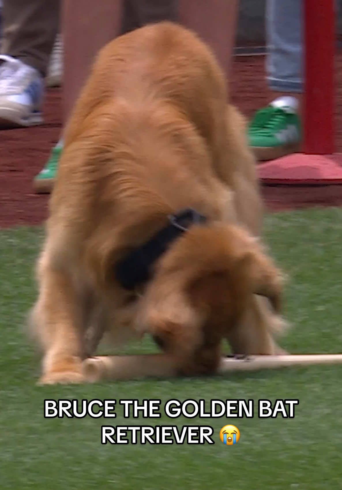 BEST IN THE SHOW BRUCEY 😭🥇