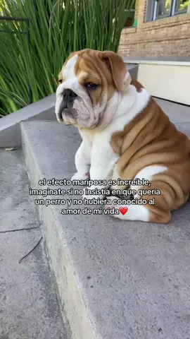 el mejor regalo ❤️‍🩹#bulldogingles #bulldog #bulldogs #dogsoftiktok #inglishbulldog 