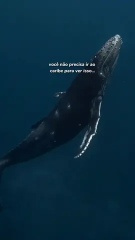 A fauna marinha do Brasil é extremamente rica. Baleias, golfinhos, raias e tubarões estão presentes em nosso litoral! #biologiamarinha #aprendanotiktok #biologia #ocean #oceano #minutodobicho #marinebiology 