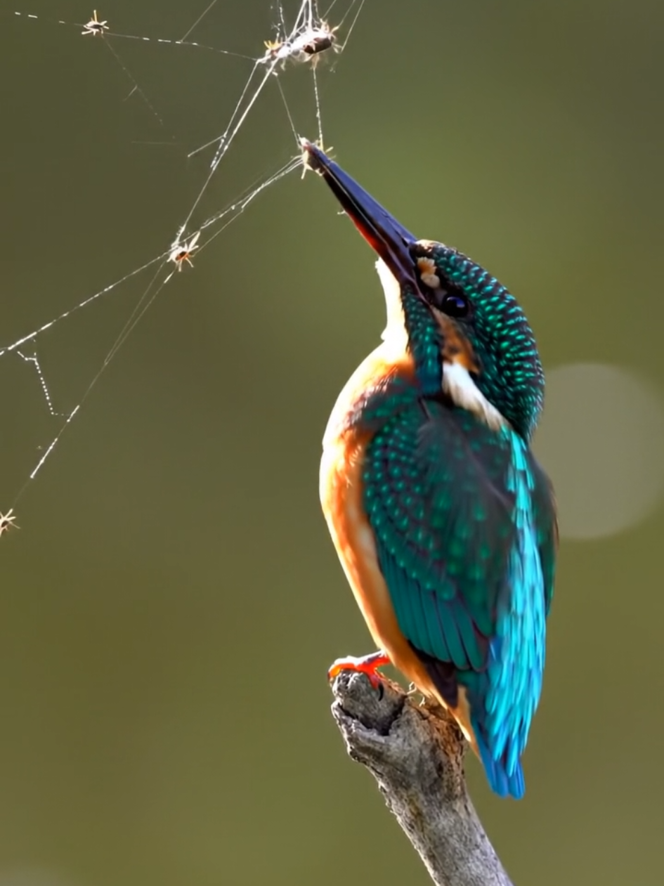 🐦🕸️ A Bird That Hunts… Using the Spider’s Trap 🧠🪰 In the forest, every web tells a story. But today, it’s not the spider who writes it. It’s a bird. 🐦🕸️ This clever forager doesn’t chase. It doesn’t waste energy in mid-air duels. Instead, it watches — for the perfect web. One already woven, already baited, already catching. 🧠 A spider spins for itself. But the bird? It knows the rhythm. It senses the tension. And when a fly hits the silk… the bird moves. It lands lightly near the web. Never tearing. Never disturbing. Just close enough to snatch the trapped insect — before the spider can react. 🪰 Sometimes, it waits. Patient. Still. Other times, it returns to the same web, like a trap it didn’t build, but now owns. It’s not stealing. Not really. It’s nature — rewired. Adapted. In some rare cases, the bird even adds bait: a dropped crumb, a dying insect, placed just near the edge… to lure more. To keep the web “active.” To keep the meals coming. The spider spins. The insect flies. The bird watches. And when the moment is right — it strikes. This isn’t mindless instinct. This is learned behavior. Strategy. Precision. A silent alliance of tools and timing. Who’s the real hunter now? 🎥 Watch again — not for the catch, but for the patience behind it. ❤️ Like if nature still surprises you 🔔 Follow for more genius from the wild 💬 Would you call this smart… or sneaky? #BirdGenius #WebHunter #SpiderTrap #SmartBirds #NatureStrategy #TikTokWild #ForestIntelligence #InsectTrap #SurvivalTactics #UnexpectedAllies