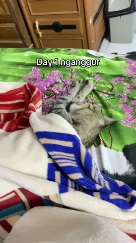 cie yg masih nganggur