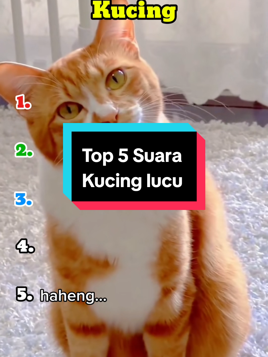 Top 5 Suara Kucing #momenlucukucing #kucingcore #Top5 #kumpulankucinglucu #viral 