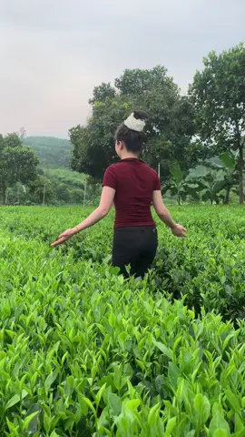 Đặc sản trà thái nguyên ạ #xuhuongtiktok #trathainguyen #trendingtiktok 