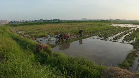 Hình ảnh người nông dân đang cày ruộng mang đến cho chúng ta nhiều cảm xúc và suy nghĩ sâu sắc. Đó là hình ảnh của sự cần cù, chịu khó và gắn bó với đất đai. Người nông dân, với chiếc cày trong tay, đang làm việc chăm chỉ dưới ánh nắng mặt trời, thể hiện sự kiên trì và nỗ lực không ngừng nghỉ để tạo ra mùa màng bội thu. Cảnh tượng này gợi nhớ về những giá trị truyền thống của nông nghiệp, nơi mà con người và thiên nhiên hòa quyện với nhau. Những luống đất được cày xới lên, chuẩn bị cho những hạt giống sẽ được gieo trồng, mang theo hy vọng về một vụ mùa tốt đẹp. Hình ảnh này cũng phản ánh sự gắn bó sâu sắc của người nông dân với quê hương, với mảnh đất mà họ đã gắn bó suốt đời. Ngoài ra, hình ảnh người nông dân cày ruộng còn gợi lên những suy tư về cuộc sống, về sự vất vả và những thách thức mà họ phải đối mặt. Dù công việc nặng nhọc, nhưng họ vẫn luôn lạc quan, tin tưởng vào sức mạnh của lao động và thiên nhiên. Điều này khiến chúng ta cảm nhận được giá trị của lao động, sự tôn trọng đối với những người đã cống hiến cho cuộc sống của chúng ta. Tóm lại, hình ảnh người nông dân đang cày ruộng không chỉ đơn thuần là một hoạt động sản xuất, mà còn là biểu tượng của sức mạnh, sự kiên trì và tình yêu quê hương đất nước. Nó nhắc nhở chúng ta về nguồn gốc của cuộc sống và những giá trị bền vững mà lao động mang lại.#NHH #xuhuongtiktok 