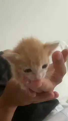 Awwww🥹🥹🥰#kitten #kittensoftiktok #babycat #kitty #cat #carsoftiktok #fyp 