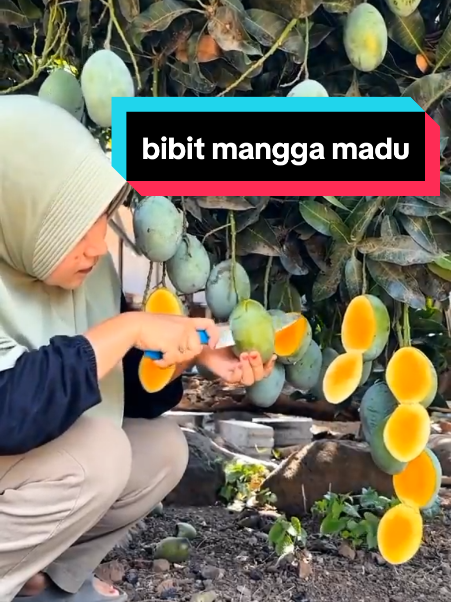 bibit mangga madu, rasanya yang manis semanis madu. bibit sudah hasil okulasi sehingga lebih cepat berbuah  #manggamadu  #manggamanalagi  #bibitunggul 