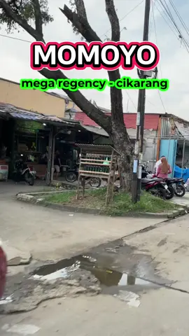 Momoyo mega regeny lagi banyak potongan harga via tiktok#momoyo #eskrimmomoyo #momoyomegaregency #promomomoyo 