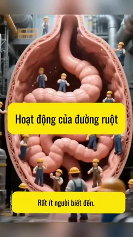 Đường ruột hoạt động như thế nào? Hãy cùng xem các bạn nhé!   #duongruot #suckhoe #suckhoechomoinguoi #kienthucykhoa #chamsocsuckhoegiadinh #songkhoemoingay #ăncungtiktok #tiktokvideo #songkhoe #thinhhanh #xuhuongtiktok #congnhannganhy 