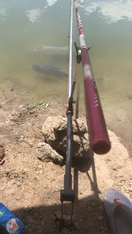 Phái làm sao 🎣