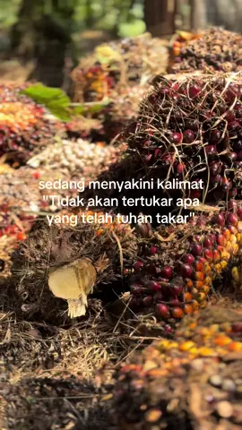 ditempat kalian trek gak #petanisawit #sawitontiktok #fypage #petanimuda 