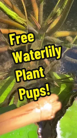 #waterlilyplant #plantpups #freeplants #planttuber #waterlily #offsets #creatorsearchinsights Sometimes called ‘offsets’  my tropical water lily plant mother gave birth to a new pup tuber that’s already sent lilypads to the surface! not only am I getting free waterlily plants - but my tub water garden will put on an even greater show of flowers when both plants start blooming together!🪷🧸