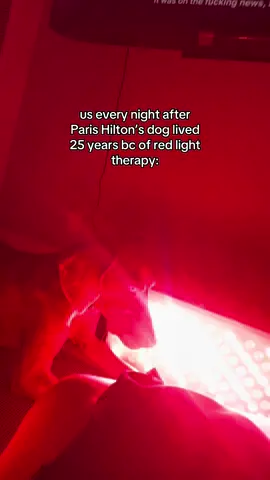 #parishilton #redlighttherapy #dogs #rltok 