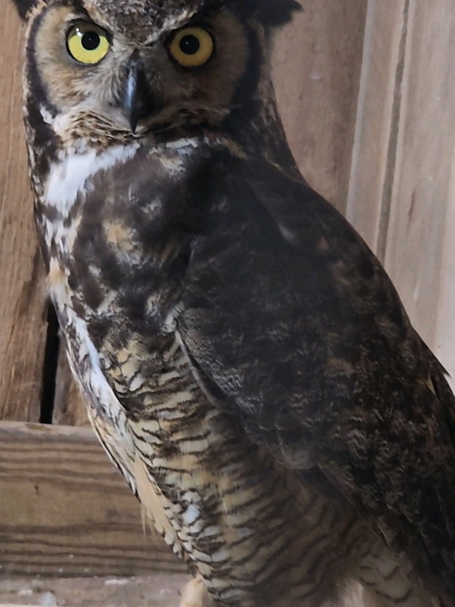 I was not expecting a #greathornedowl in our #racingpigeon breeder loft tonight!!#owl #boroviewfarm #racingpigeons #murfreesboro 