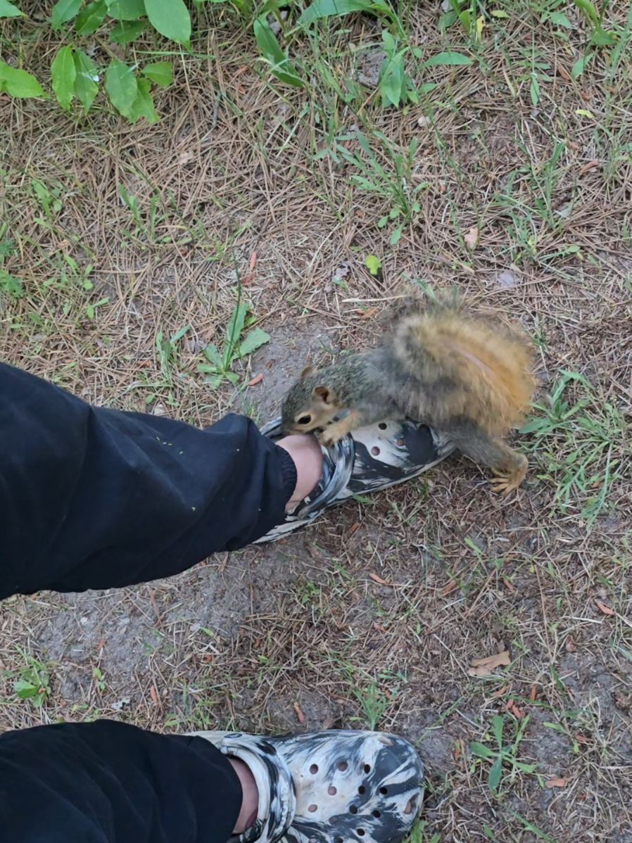 squirrel whisperer #squirrels #squirrel #wildanimals #wildlife #wildliferescue #fypage #rehabilitation 