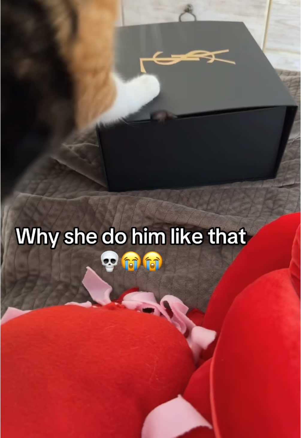 His ear flap got stuck 🤣🤣🤣 #contentcreator #cats #funny #ratedq 