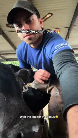 Last attempt with these guys… + bonus !!! I think they got it 🐄🕺🔥 Should I try this one or new trends with more of our baby calves? Let me know in the comments 👇🐮 #frenchfarmers #dairyfarm #holstein #cow #farmlife #calves #Puppy #trend #shuffle #fluffy 