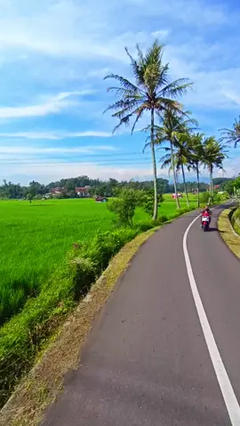 #sawahpedesaan #sawah #pemandanganalam #sumedang #cimalaka #jalanindah #fyp 