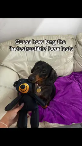 #dogtoy #dogsoftiktok #indestructible #daschund #fyp  #indestructible #dogtoytest #dogtoys #indestructibledogtoy #dogmom 
