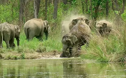 #Asian group elephants  Adults elephant rescuing baby elephant moment  # wildlife 