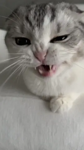 ガルル🦁#cat #猫 