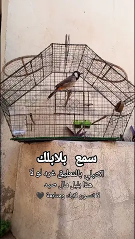 تغريد بلبل فحل لتحفيز البلابل الساكتة  #محميه_بلابل  #بلابل_ديالى_العراق  #بلبل_عراقي  #اجمل_بلبل  #بلابل_طفرات  #بلبل_عراقي_ابيض_الخدين 