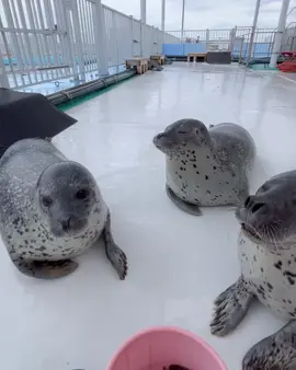 video from tokkaricenter_official in instagram  #tokkaricenter #fyp #seal #silly #cute #foryoupage  tokkaricenter_official. 3 little ones today After a long time Harumi-chan, Risa-chan, and Gariko-chan. Feeding time for you all Rolling with breath!! Oops, it looks like Gariko-chan is late So when I get myself together I signed again I was able to rotate beautifully And a classic for the 3 little ones, Don't forget to share the kisses with three heads