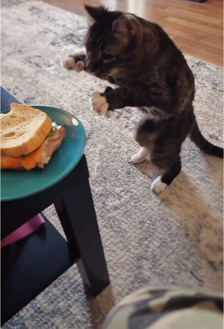 POV: Your dinner is now cat property 😾🍕💼 #fyp #foryou #cat #cats #catsoftiktok