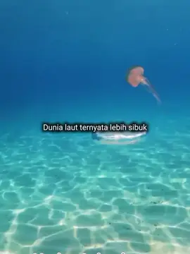Hewan laut ternyata lebih sibuk#hewan #animal #laut #sea #ikan #kurakura #fyp #fypシ #fypage #viral #viralvideo #kucing 