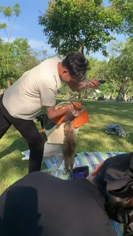 Social Skills Loading…#cat #funnycat #funnyvideos #funnyvideo #funnymoments #funnytiktok #tiktok #tiktok #tiktokcats #cats #Foryou 