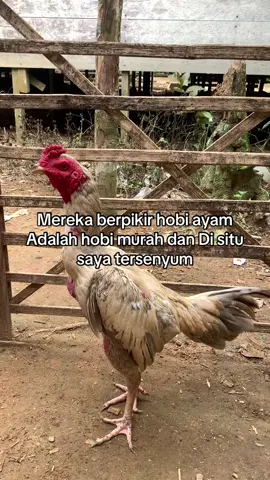 #komentator #katakatamotivasi #ayambangkokindinesia #4u #fyp #bismillahfyp #fyppppppppppppppppppppppp 