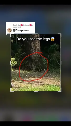 Replying to @🌺Antonia🌺 spider found 🕷️tag me! #spider #araña #tarantula #arachnid #nature #kodiak #trending #hidden #mystery #? #creepy #huge #biggest #reply #fyp #fypp #explore #viral