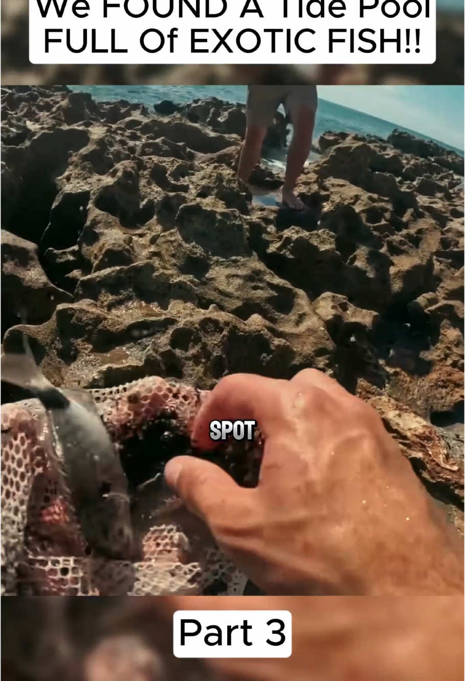 We FOUND A Tide Pool FULL Of EXOTIC FISH!! Part 3 #fyp #anima 