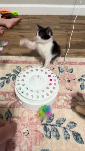 🎉3-in-1 Cat Toy = triple the fun!🐾 #cattoy #catmomlife #pettok #catlover #fyp #catentertainment #tiktokshopfinds #catsoftiktok #kittycat #kittensoftiktok 