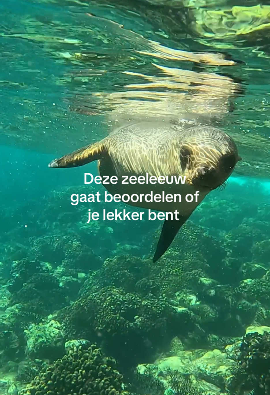 de zeeleeuw heeft gesproken