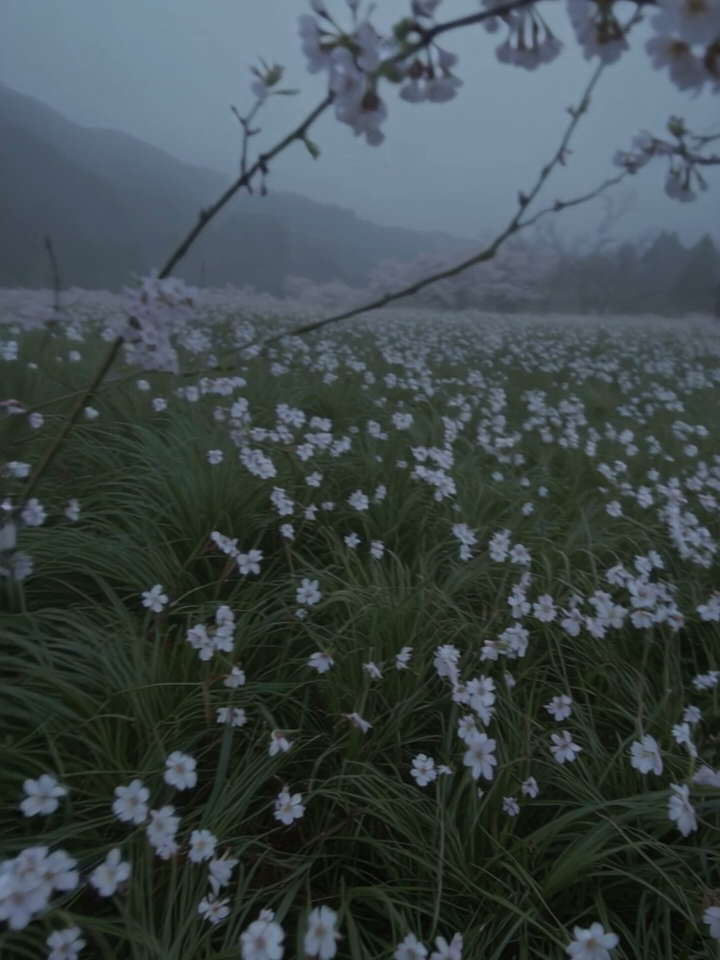 Alone again #landscape #japan #japanlandscape #beautifuldestinations #god #peace #peaceful #silence #alone #rain #triste💔#tristeza #dark #fog #lost #flower #flowers #cloudy #dusk #solitude #empty #emptiness