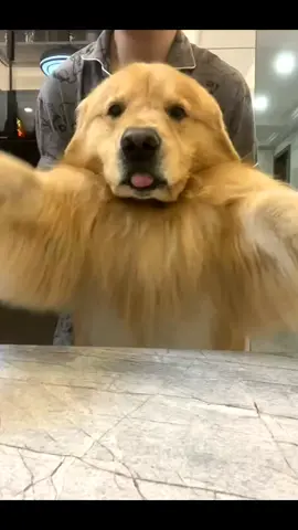 #dog #goldenretriever #dogdance 