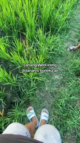#layanganbwi #terding #sambitanlayangan 