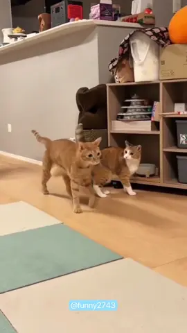Dramatic two cats#funny #funnyanimals #funnyvideos #pet #cute #cats #fyp 