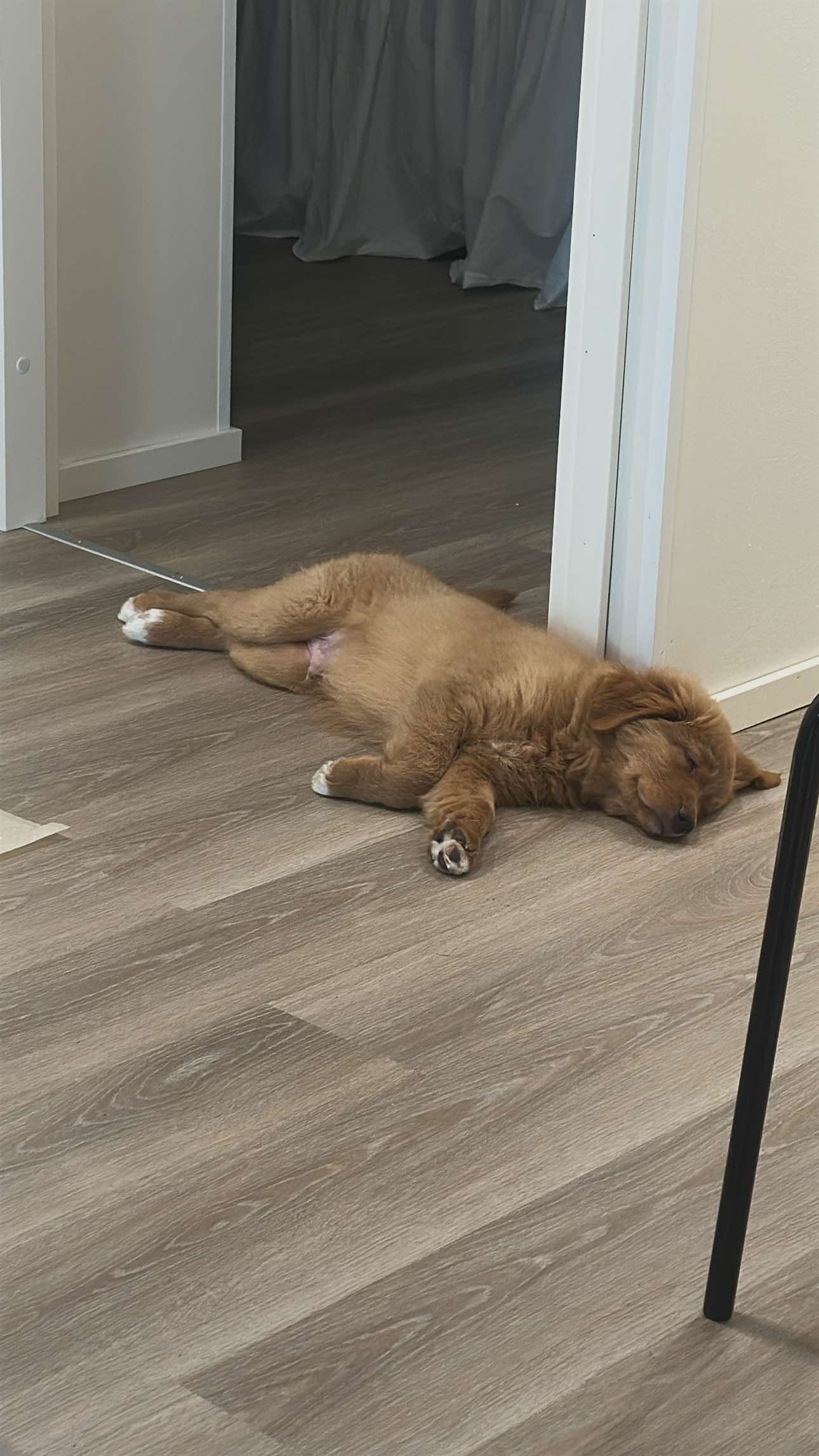 Rankkaa olla koiranpentu…😴 #dogsoftiktok #novascotiannoutaja #tolleri #pentu #fördig 