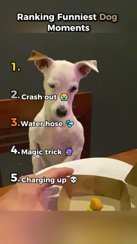 Funniest Dog Moments 😂 #fyp #ranking #top5 #dogmemes #funny