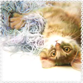 запутались совсем, #кошко #клубочки #кошко #добро #видер #китайскийсупчик #майнкрафтпротивбравлстарс #наш 