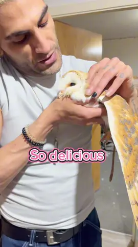 Papa wants to leave, but who can resist this fluffy face? 🥰 Demanding kisses and cuddles is my superpower! 🦉 #barnowls #babygirl #comedy #birdlover #feathers #✨🦋 #newsound 