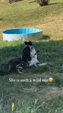 Tried the trend to let TikTok pick the song but it’s always this one lol it never changes🤣🤷🏼‍♀️😭  #fyppp #tiktokpilotaffiliateprogram #tiktokpaid #tiktokfamous #dogmomlife #dogsoftiktok #dogmomsoftiktok #tiktokpilotcreatorprogam 
