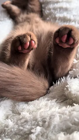 #britishshorthair #cinnamon #kitten #browncat #catsoftiktok 