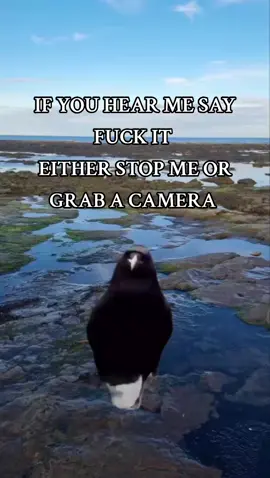 It's all about balance  FUCK IT 😂😂 #fuckit #watchout #betterwatchout #haters #silentuntilawoken #memes #lol #nextmove #checkmate #funny #haters #fyp #fypviral #viral #viral video #foryou