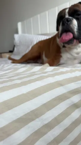 Head tilts are the cutest 😍🥹 #fyp #foryoupage #cute #boxerdog #dogsoftiktok #boxerdogsoftiktok #funnydog #dogsvideo #dogmom #dogs 