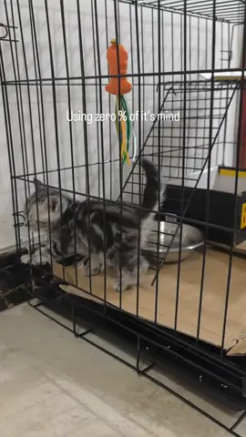 this kitty...🤣😆🤦‍♀️🤦‍♀️🤷‍♀️🤷‍♀️ some days. your brain just doesn't work with you. I feel this buddy.  #pets #kitten #kitty #adorable #new #cutie #brain #notworking #mind #zero #zeropercent #caged #dooropen #duh #breakfree #cage #caged #funnycats #funnypets #silly #sillykitty #amusing #interesting #Love #entertaining 